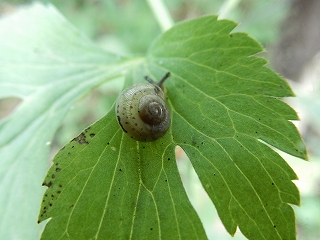 写真：ウスカワマイマイ