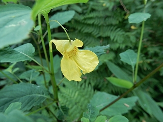 写真：キツリフネ