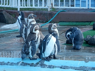 写真：ペンギン