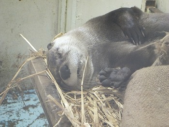 写真：カワウソ