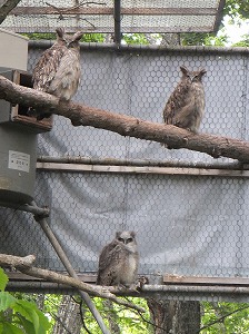 写真：シマフクロウの親子