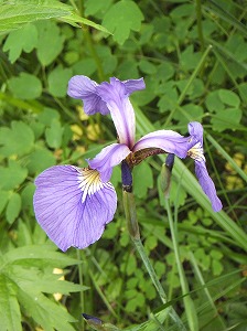 写真：ヒオウギアヤメ