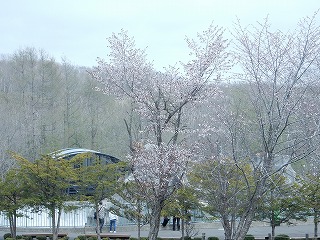 写真：エゾヤマザクラ1