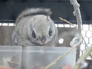 写真：エゾモモンガ