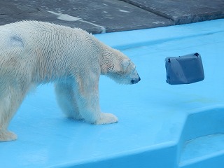 写真：ホッキョクグマ　ミルク1