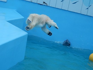 写真：ホッキョクグマ　ミルク2