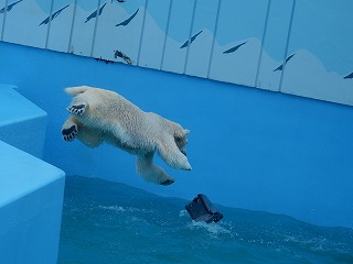 写真：ホッキョクグマ　ミルク4