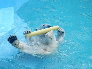 写真：ホッキョクグマ　ミルク5