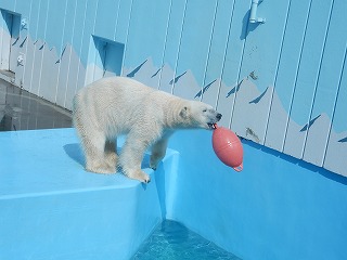 写真：ホッキョクグマ　キロル3