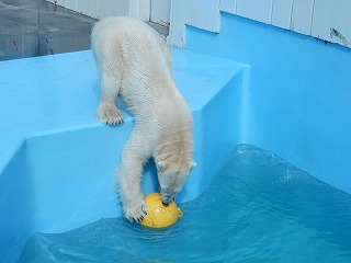 写真：ホッキョクグマ　キロル5