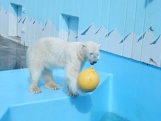 写真：ホッキョクグマ　キロル6