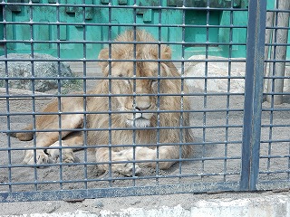 写真：ライオン1