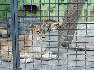 写真：ライオン2
