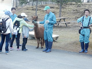 写真：散歩中のアルパカ