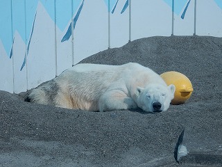 写真：ホッキョクグマ　ミルク