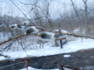 写真：タンチョウ広場のネコヤナギ