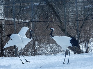 写真：タンチョウのダンス1