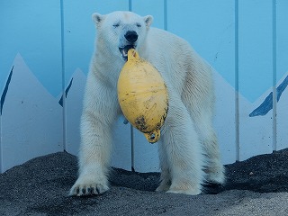 写真：ホッキョクグマ　キロル