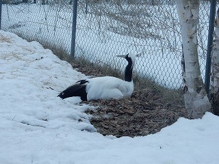 写真：タンチョウ1