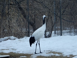 写真：タンチョウ2