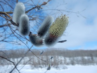 写真：ネコヤナギ