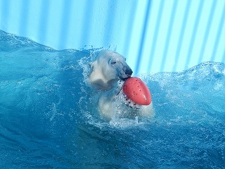 写真：ホッキョクグマ　ミルク1