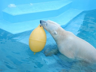 写真：ホッキョクグマ　キロル1