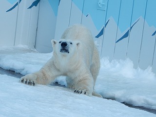 写真：ホッキョクグマ　キロル2