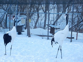 写真：タンチョウ1