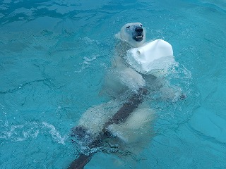 写真：ホッキョクグマ　ミルク