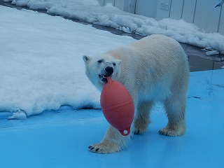 写真：ホッキョクグマ　キロル