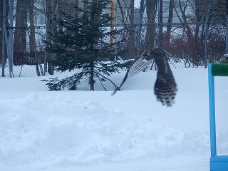 写真：クマタカのフライトガイドの様子2