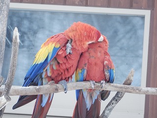 写真：アカコンゴウインコ