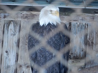 写真：ハクトウワシ