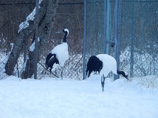 写真：タンチョウ1