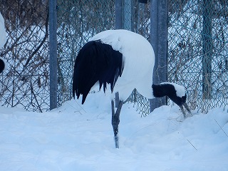 写真：タンチョウ2