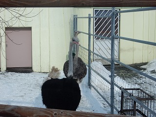 写真：ダチョウ夫婦