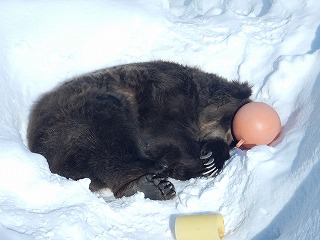 写真：ヒグマ　ヤマト