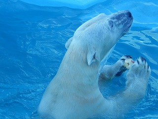 写真：1月6日　ホッキョクグマ　キロル3