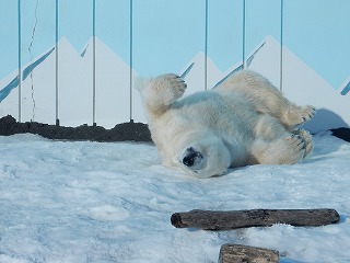 写真：1月6日　ホッキョクグマ　キロル1