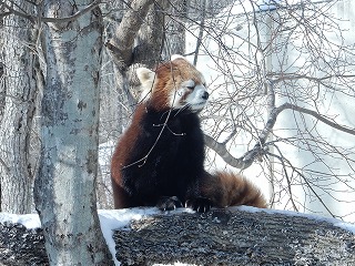 写真：レッサーパンダ1