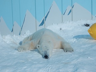 写真：ホッキョクグマ　ミルク