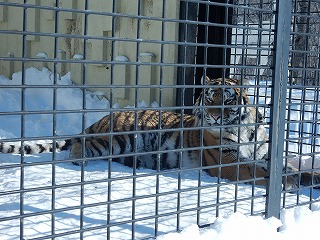 写真：アムールトラ　あさま