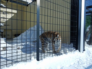 写真：アムールトラ　チョコ2