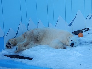 写真：ホッキョクグマ　キロル1