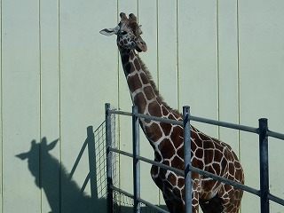 写真：アミメキリン2