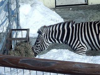 写真：シマウマ