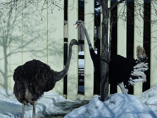 写真：ダチョウ2