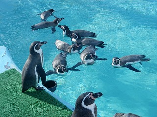 写真：フンボルトペンギン1