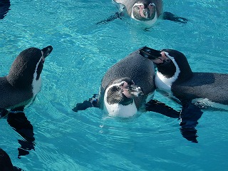 写真：フンボルトペンギン2